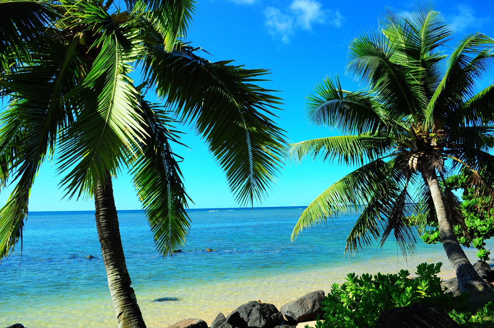 Hawaiian Scene