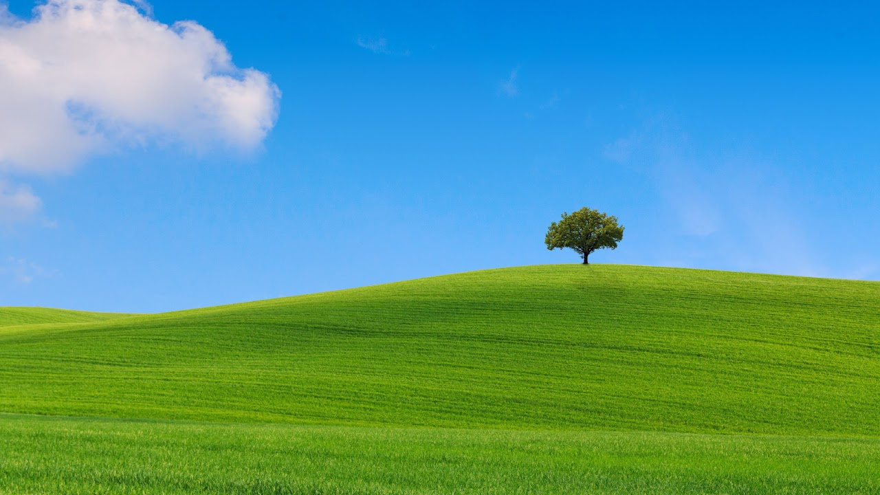 Picture of one Tree on a hill of green grass. Blue sky with white puffy clouds.